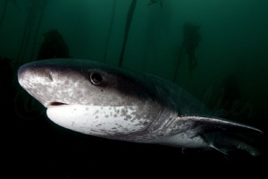 The Cape Waters are not known for its kindness when it co... by Allen Walker 